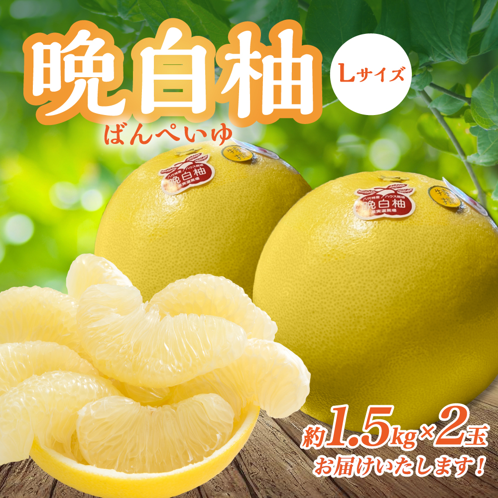 【先行予約】 八代市産 晩白柚 Lサイズ 2玉入り 合計約3kg 果物 くだもの フルーツ ばんぺいゆ 柑橘 旬 国産 特産品 熊本県 八代市 【2025年12月下旬より順次発送】熊本県八代市11000果物・フル