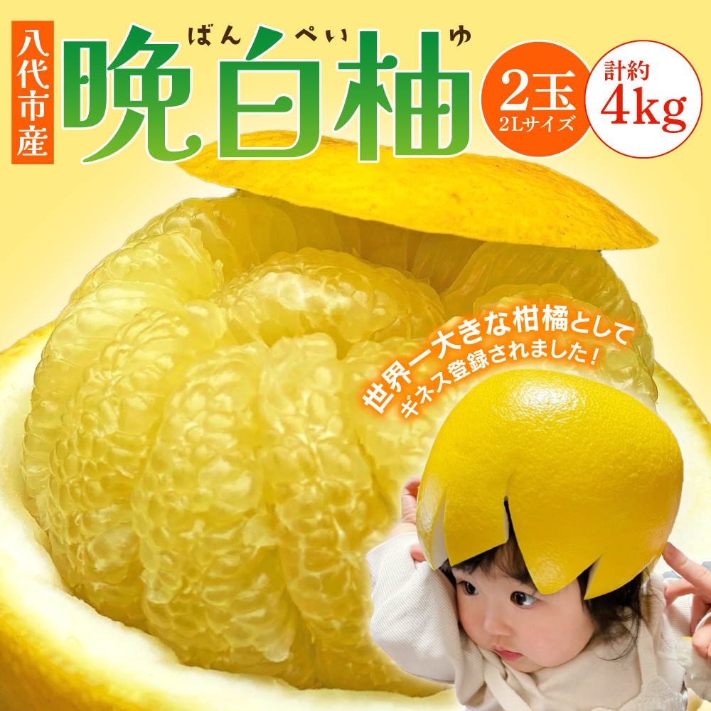 【先行予約】 八代市産 晩白柚 2玉 2Lサイズ 約4kg 【2025年12月下旬より順次発送】熊本県八代市20000果物・フルーツみかん・柑橘類