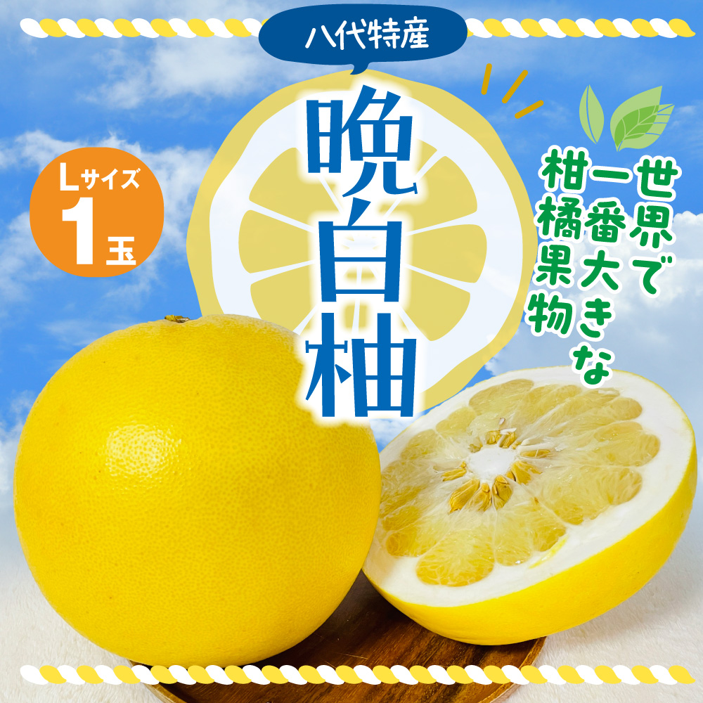 【先行予約】 晩白柚 Lサイズ1玉 柑橘 みかん 果物 フルーツ 熊本県産 ばんぺいゆ 特産品 【2025年12月上旬より順次発送】熊本県八代市10000果物・フルーツみかん・柑橘類