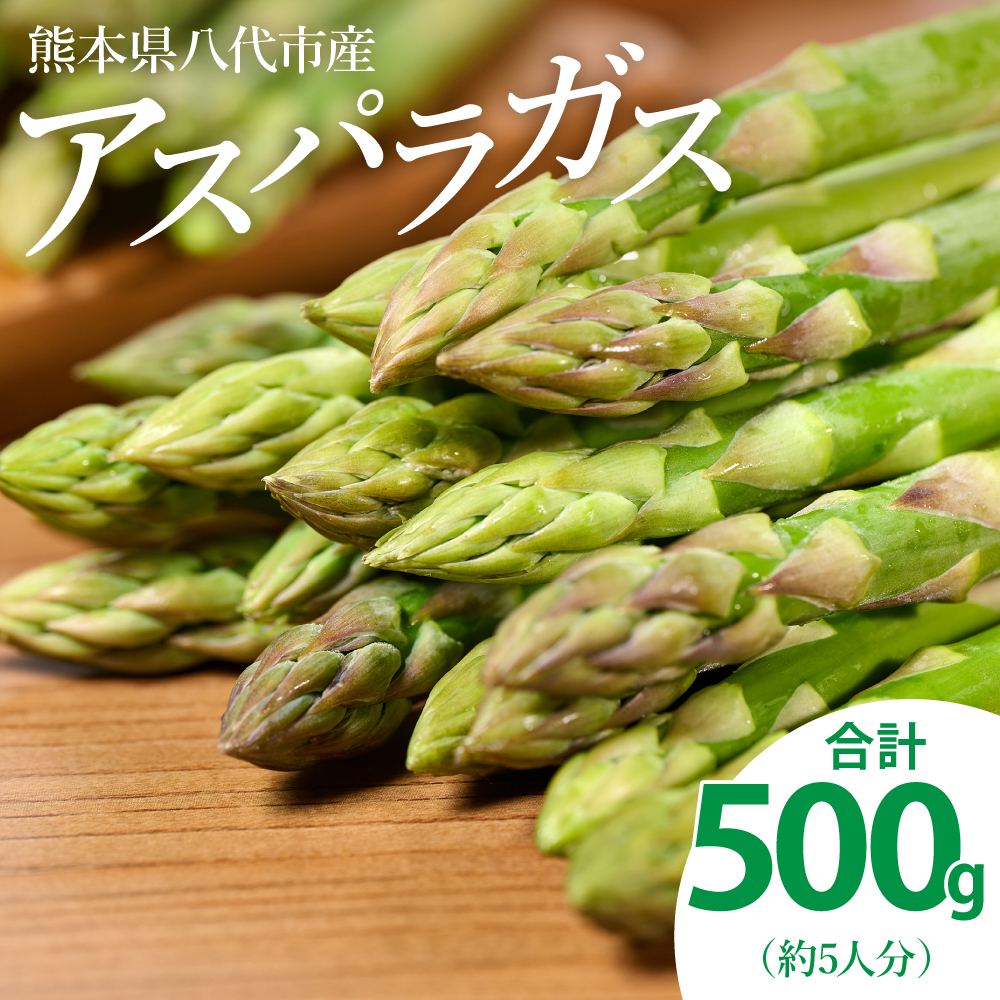 【先行予約】 熊本県 八代市産 アスパラガス 500g 新鮮 アスパラ 野菜 やさい 旬 【2026年4月上旬より順次発送】熊本県八代市8000野菜・きのこその他 野菜