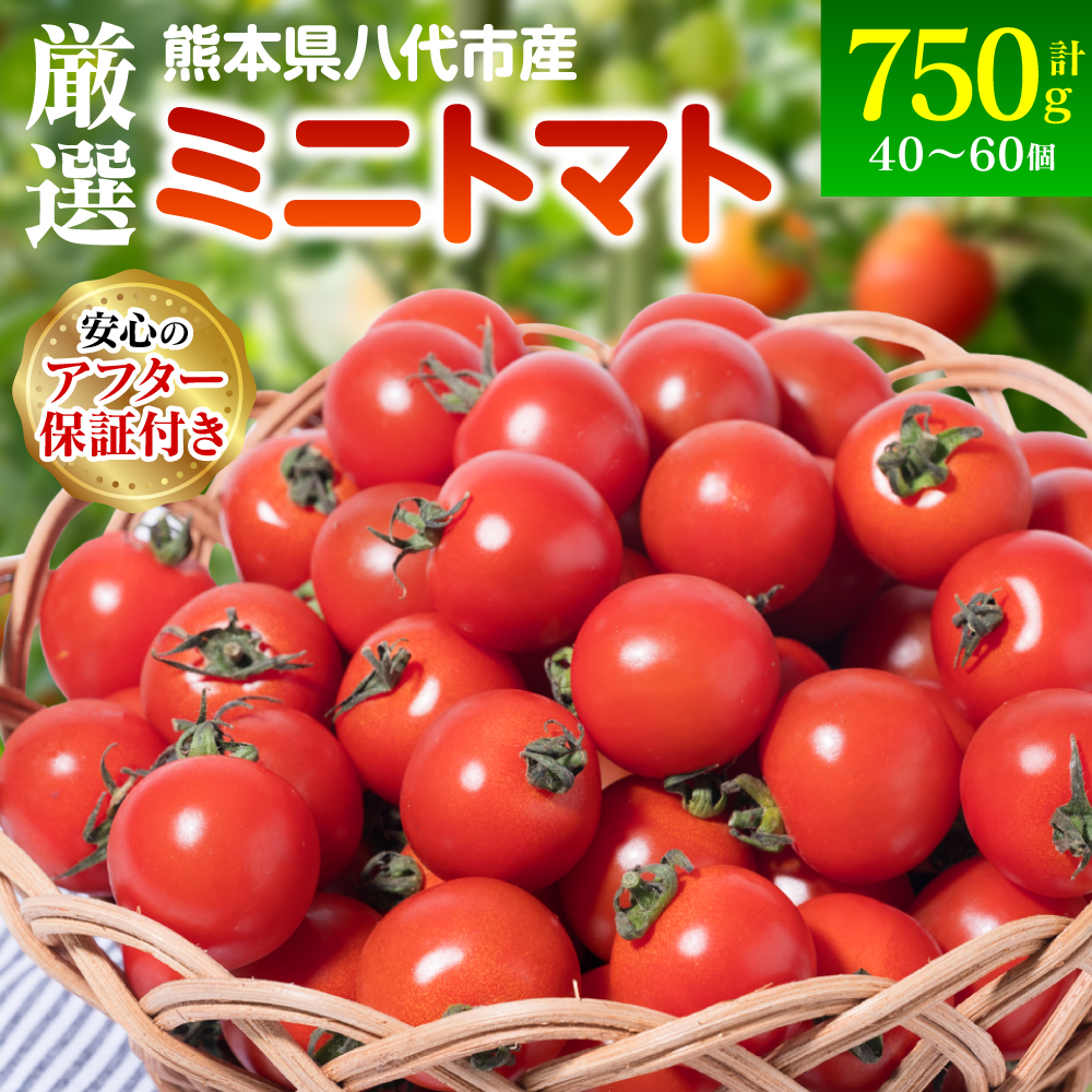 【先行予約】 厳選 ミニトマト 750g トマト 野菜 厳選 やさい サラダ 甘い 【2025年11月上旬より順次発送】熊本県八代市7500野菜・きのこトマト