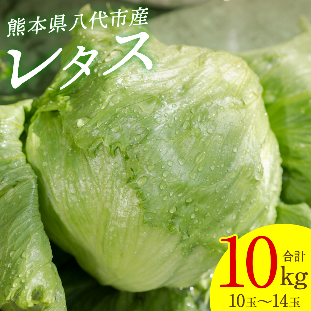 【先行予約】 レタス10kg (10玉〜14玉) 野菜 葉物 やさい サラダ 付け合せ 新鮮 産地直送 冷蔵 【2025年11月中旬より順次発送】熊本県八代市17000野菜・きのこその他 野菜