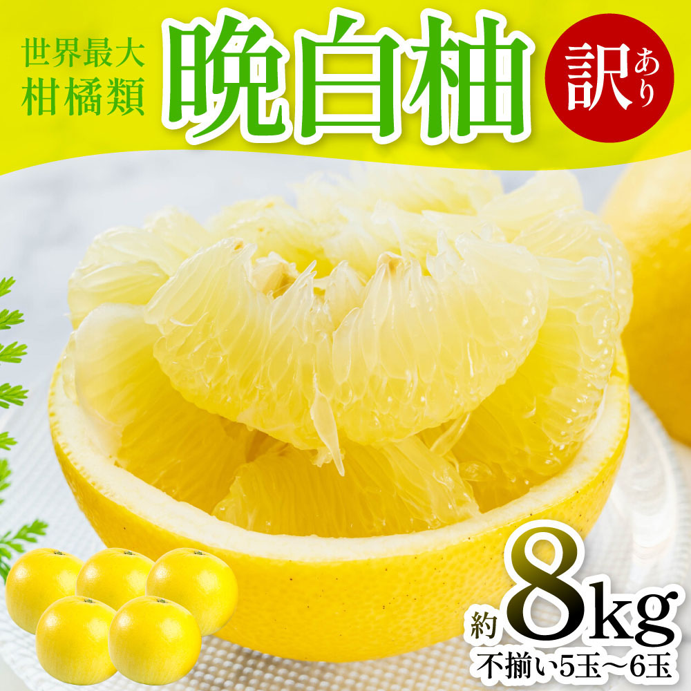 【先行予約】 晩白柚 (訳あり:不揃い5〜6玉)約8kg 柑橘 果物 フルーツ 熊本県産 ばんぺいゆ フルーツ 柑橘 特産品【2026年1月上旬より順次発送】熊本県八代市15000果物・フルーツみかん・
