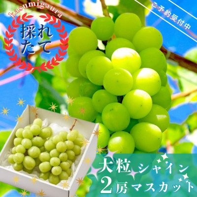 【先行受付】茨城県かすみがうら市産 シャインマスカット2房(約700g×2)【配送不可地域:離島】【1130740】茨城県かすみがうら市20000果物・フルーツマスカット・ぶどう