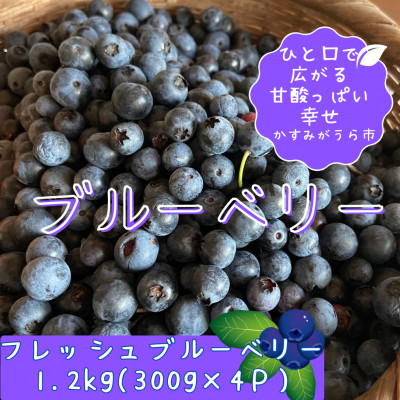 かすみがうら市特産 フレッシュブルーベリー 300g×4パック【配送不可地域:離島】【1237741】茨城県かすみがうら市14000果物・フルーツその他 果物・フルーツ