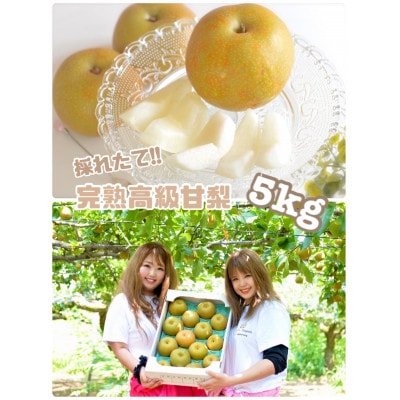 採れたて!とっても甘い 完熟梨!約5kg【配送不可地域:離島】【1323736】茨城県かすみがうら市17000果物・フルーツりんご・梨