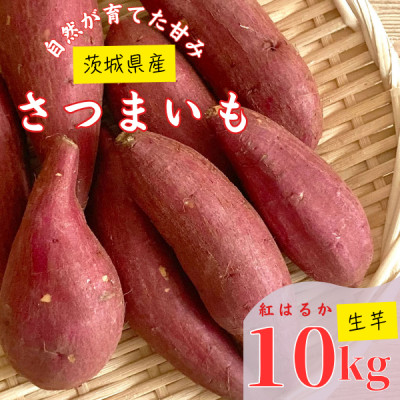 【茨城県産】生さつまいも 紅はるか 10Kg【1437617】茨城県かすみがうら市20000野菜・きのこじゃがいも・イモ類