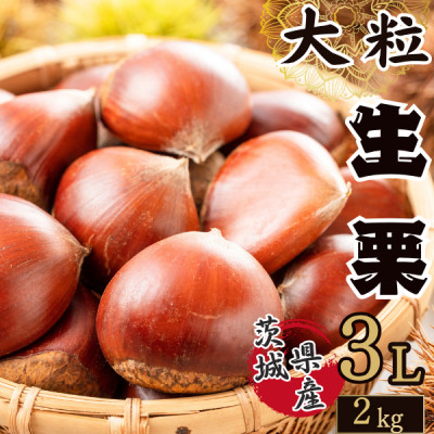 かすみがうら市産 生栗 3Lサイズ 2kg【配送不可地域:離島】【1437715】茨城県かすみがうら市16000果物・フルーツその他 果物・フルーツ