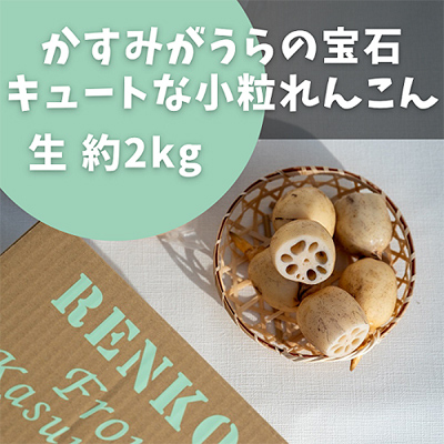 かすみがうらの宝石 キュートな小粒れんこん(生) 2kg【配送不可地域:離島】【1438839】茨城県かすみがうら市17000野菜・きのこその他 野菜