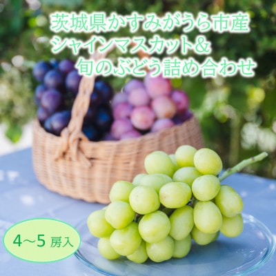 かすみがうら市産シャインマスカット&旬のぶどう詰め合わせ 合計4〜5房【配送不可地域:離島・沖縄】【1477662】茨城県かすみがうら市29000果物・フルーツマスカット・ぶどう