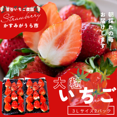 菅谷いちご園の完熟いちご『いちごっ子』 3Lサイズ 11粒×2パック【配送不可地域:離島・北海道・沖縄・信越、北陸・東海・近畿・中国・四国・九州】【1484628】茨城県かすみがうら市8000果