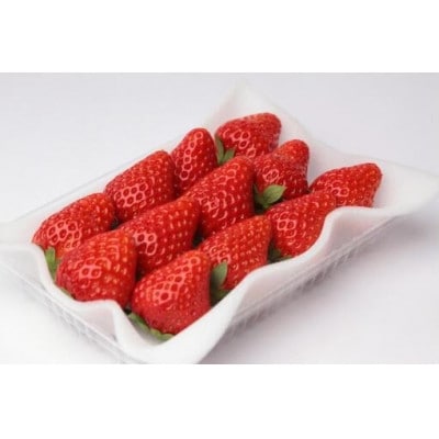 紅ほっぺ 大粒 250g(8〜12粒)×4pc 県内共通返礼品【配送不可地域:離島・北海道・沖縄・中国・四国・九州】【1508162】茨城県かすみがうら市32000果物・フルーツいちご