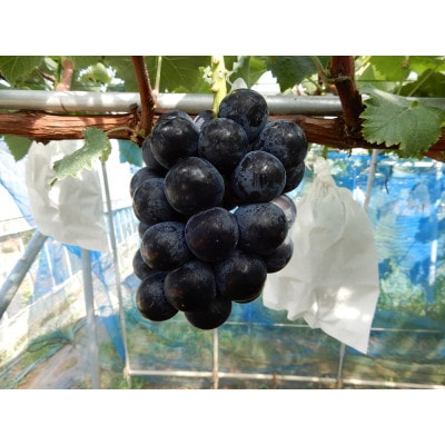 かすみがうら市産 ナガノパープル 2〜3房 約1.2kg【配送不可地域:離島】【1558346】茨城県かすみがうら市24000果物・フルーツマスカット・ぶどう