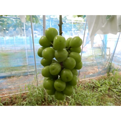 圧巻の美味しさ、かすみがうら市産シャインマスカット2〜3房 1.2kg以上【配送不可地域:離島】【1565967】茨城県かすみがうら市22000果物・フルーツマスカット・ぶどう