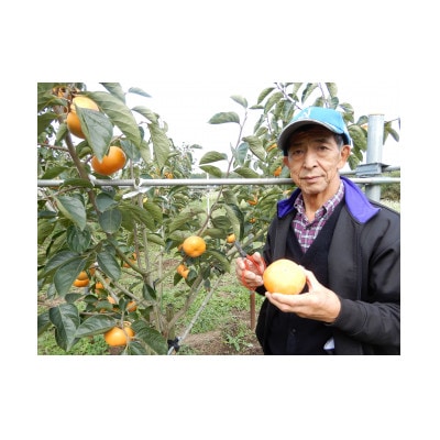 かすみがうら市産 完全甘柿「陽豊」と「富有」セット 3.5kg以上(10〜14個)【1566901】茨城県かすみがうら市15000果物・フルーツその他 果物・フルーツ