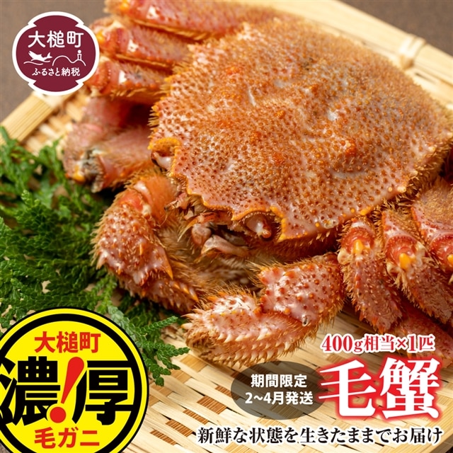 【令和8年発送】三陸産!活毛ガニ  400g×1杯【2026年2月~4月発送】【配送日指定不可】岩手県大槌町14000魚介・海産物カニ