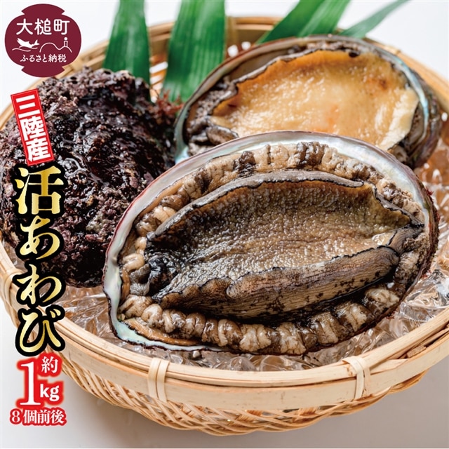 【期間限定11月〜12月発送】【配送日・曜日指定不可】活アワビ約1kg(8個前後)岩手県大槌町60000魚介・海産物貝類