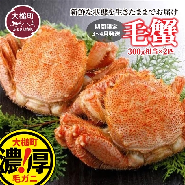 【令和8年発送】三陸産!活毛ガニセット  300g×2杯【2026年2月~4月発送】【配送日指定不可】岩手県大槌町16000魚介・海産物カニ