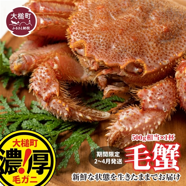 【令和8年発送】三陸産!活毛ガニ  500g × 1杯【2026年2月~4月発送】【配送日指定不可】岩手県大槌町20000魚介・海産物カニ