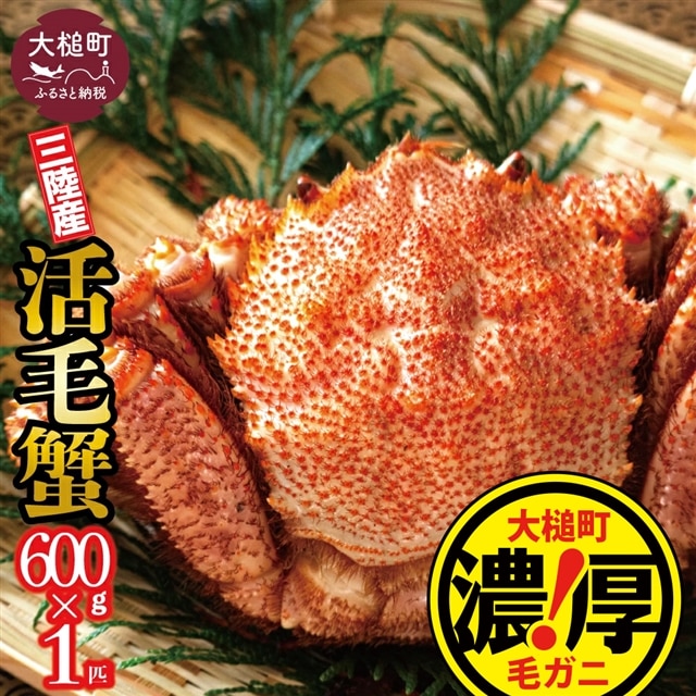 【令和8年発送】三陸産!活毛ガニ  600g×1杯【2026年2月~4月発送】【配送日指定不可】岩手県大槌町26000魚介・海産物カニ