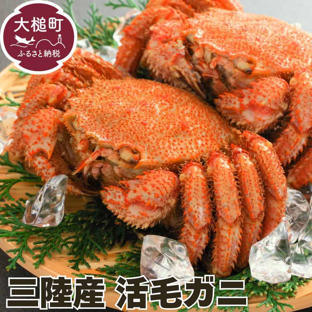 【令和8年発送】【期間限定2026年3月〜5月発送】三陸産 活毛ガニ(約450g相当×2杯)【配送日指定不可】岩手県大槌町27000魚介・海産物カニ
