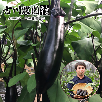 【産地直送】古川農園 「大阪なす」どんな料理にもよく合う万能ナス!2本入×10袋【1484531】大阪府富田林市9000野菜・きのこその他 野菜