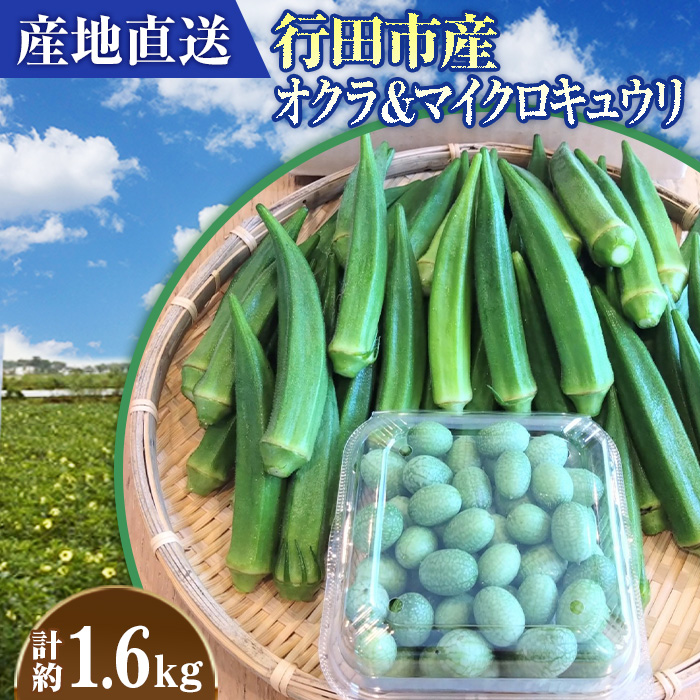 【産地直送】行田市産オクラ&マイクロキュウリ 計1600g埼玉県行田市9000野菜・きのこその他 野菜