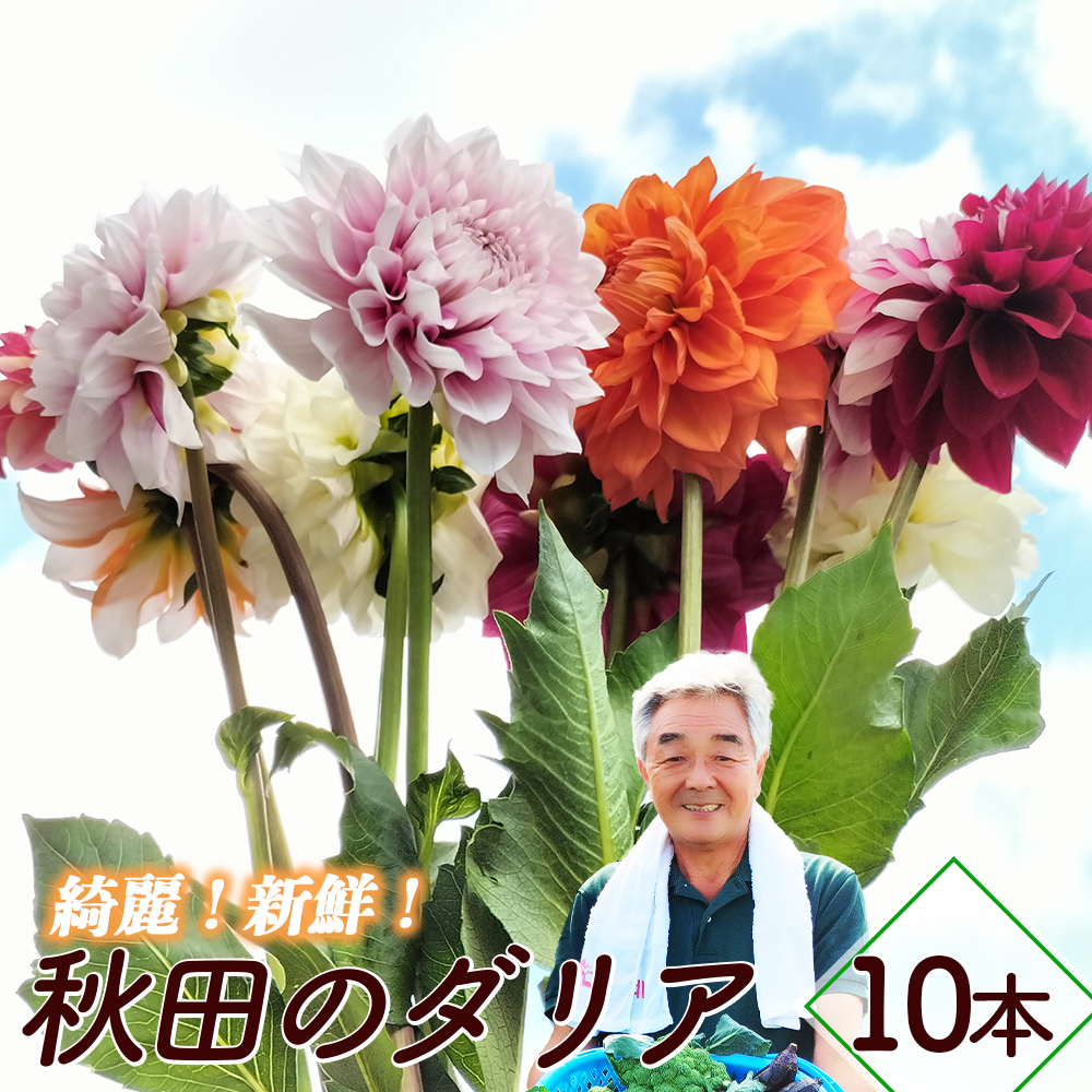 VNIYIHc̃_Aq10{ԑr@100P7811Hcَs20000؁Ê̑ 