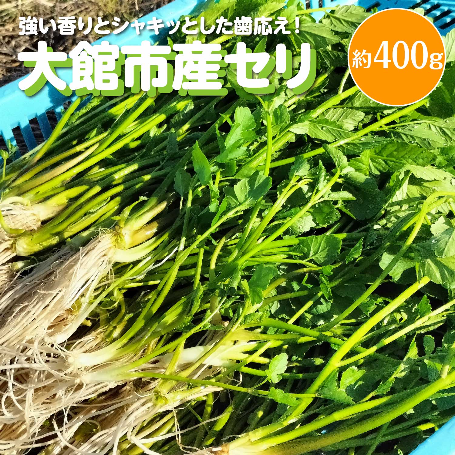 セリ 強い香りとシャキッとした歯応え 約400g 120P3201秋田県大館市24000野菜・きのこその他 野菜