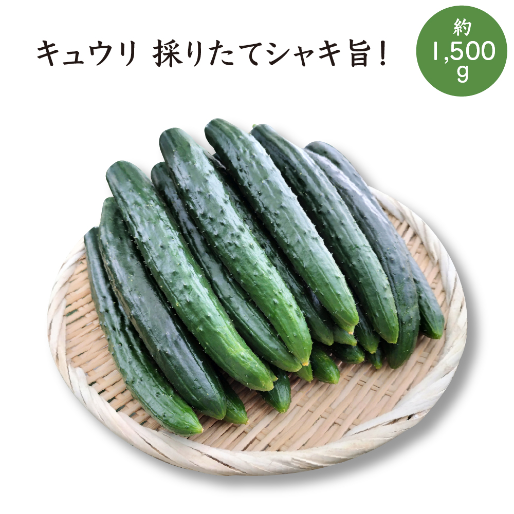 キュウリ 採りたてシャキ旨! 約1,500g 40P3219秋田県大館市8000野菜・きのこその他 野菜