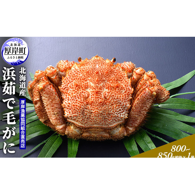北海道産 浜茹で 毛がに(800〜850g前後)1尾 毛カニ 蟹 かに カニ 魚貝類 北海道厚岸町46000魚介・海産物カニ