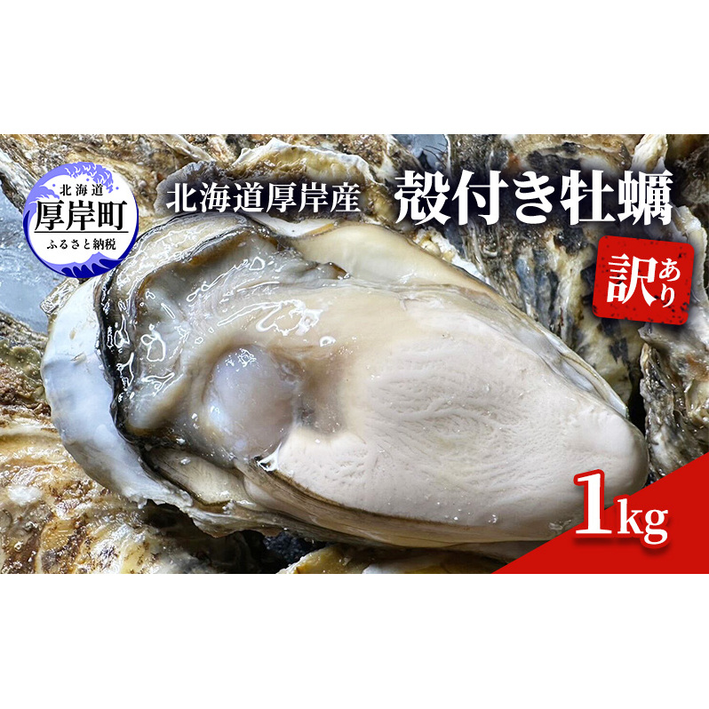 訳あり 北海道 厚岸産 殻付き 牡蠣 1kg 魚貝類 生牡蠣 海の幸 海鮮 オイスター 濃厚な甘み グルメ 北海道厚岸町12000魚介・海産物鮮魚