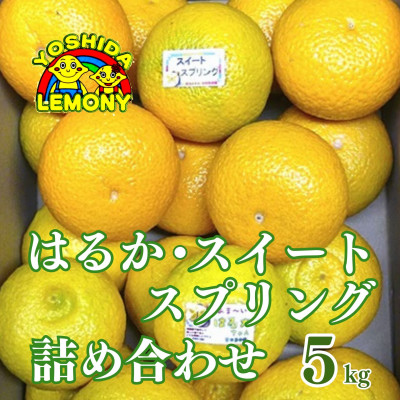 umihina熊本県産 不知火 はるか 皮まで食べれる！はるか（熊本県不知火産）！上品な甘さ！3K
