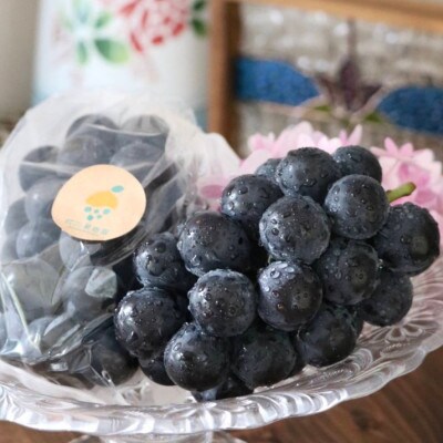宇城市産 松川果樹園の種なし巨峰 約2kg(5〜6房入り)【配送不可地域:離島】【1402473】熊本県宇城市22000果物・フルーツマスカット・ぶどう