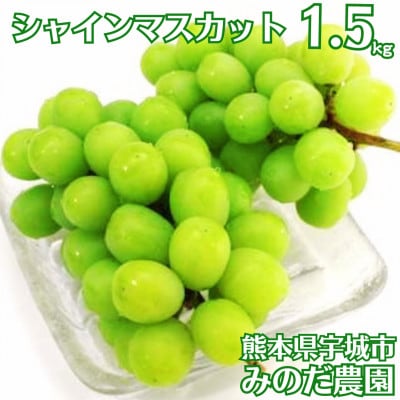 【先行予約】【数量限定】 シャインマスカット 1.5kg ぶどう 果物 フルーツ【みのだ農園】【配送不可地域:離島】【1511904】熊本県宇城市21000果物・フルーツマスカット・ぶどう