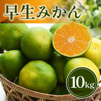 宇城市産 早生みかん 約10kg【1560302】熊本県宇城市17000果物・フルーツみかん・柑橘類