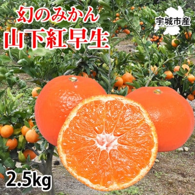 山下紅早生 みかん 2.5kg【2025年11月下旬から2025年12月下旬発送予定】(宇城市)【1628578】熊本県宇城市13000果物・フルーツみかん・柑橘類