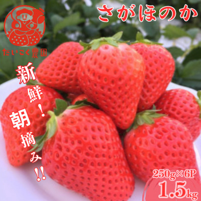 【先行予約!2026年2月より順次発送】新鮮朝摘みいちご「さがほのか」約1.5kg 【だいこく農園】【配送不可地域:離島】【1661927】熊本県宇城市15000果物・フルーツいちご