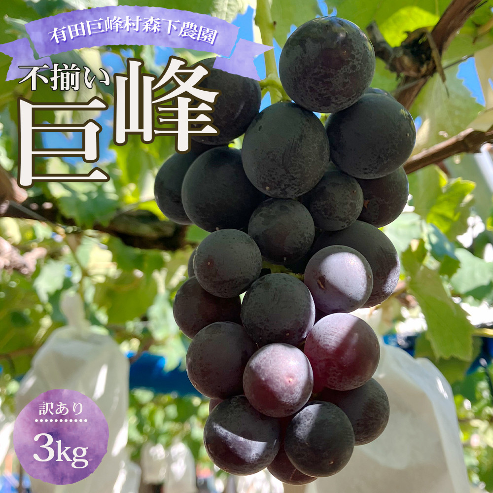 ʌ 󂠂 s LcY   3kg Lc  X_ Ԃǂ  t[ca̎RLc쒬16000ʕEt[c}XJbgEԂǂ