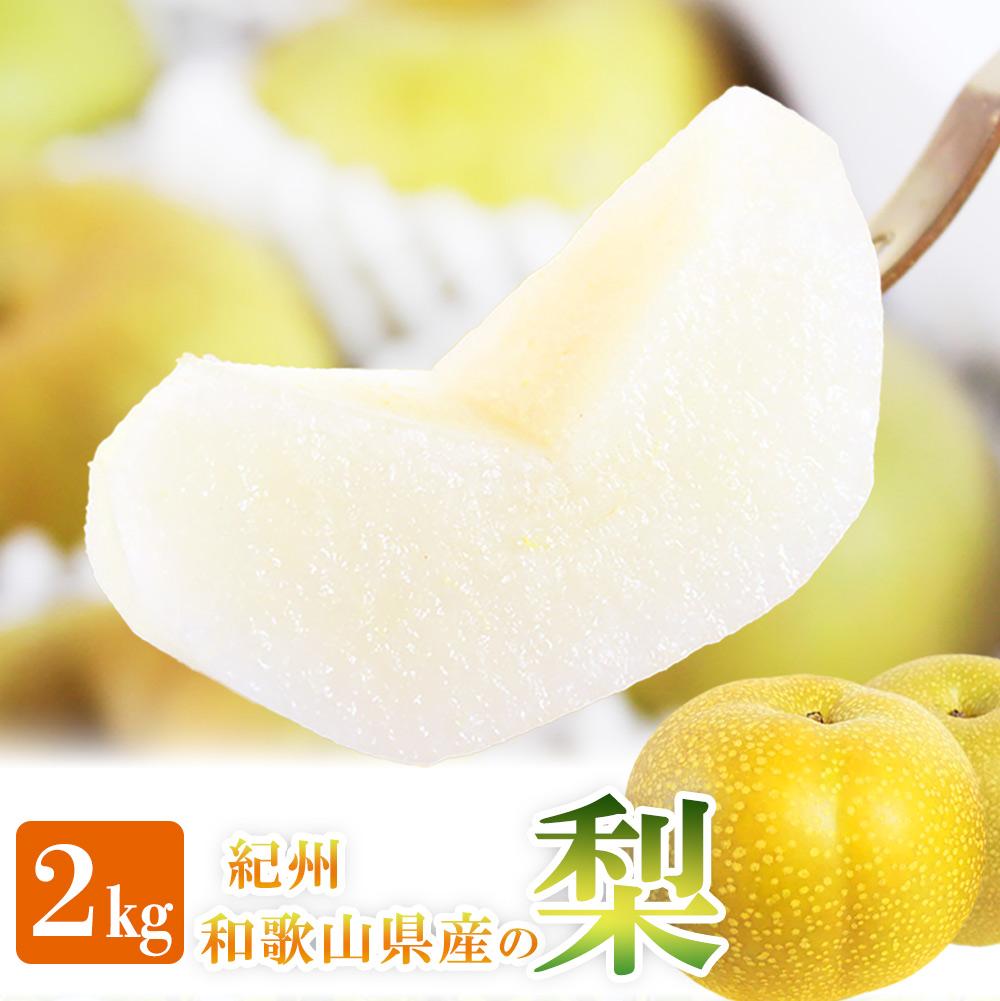 ジューシー果汁の紀州有田産の梨約2kg  化粧箱入【先行予約】【2025年8月下旬以降発送予定】和歌山県有田川町12000果物・フルーツりんご・梨