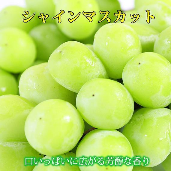 【8・9・12月 全3回】紀州産 シャインマスカットとフルーツの定期便B(シャインマスカット・梨・みかん) 【魚鶴商店】和歌山県有田川町42000果物・フルーツみかん・柑橘類