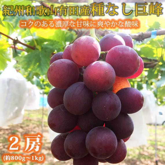 紀州有田産の種なし巨峰ぶどう2房(800g〜1kg)【2025年発送 先行予約】和歌山県有田川町10000果物・フルーツマスカット・ぶどう