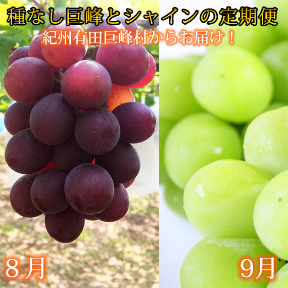 定期便 8・9月発送 紀州有田産旬のぶどうセット(種なし巨峰・シャインマスカット)和歌山県有田川町30000果物・フルーツマスカット・ぶどう