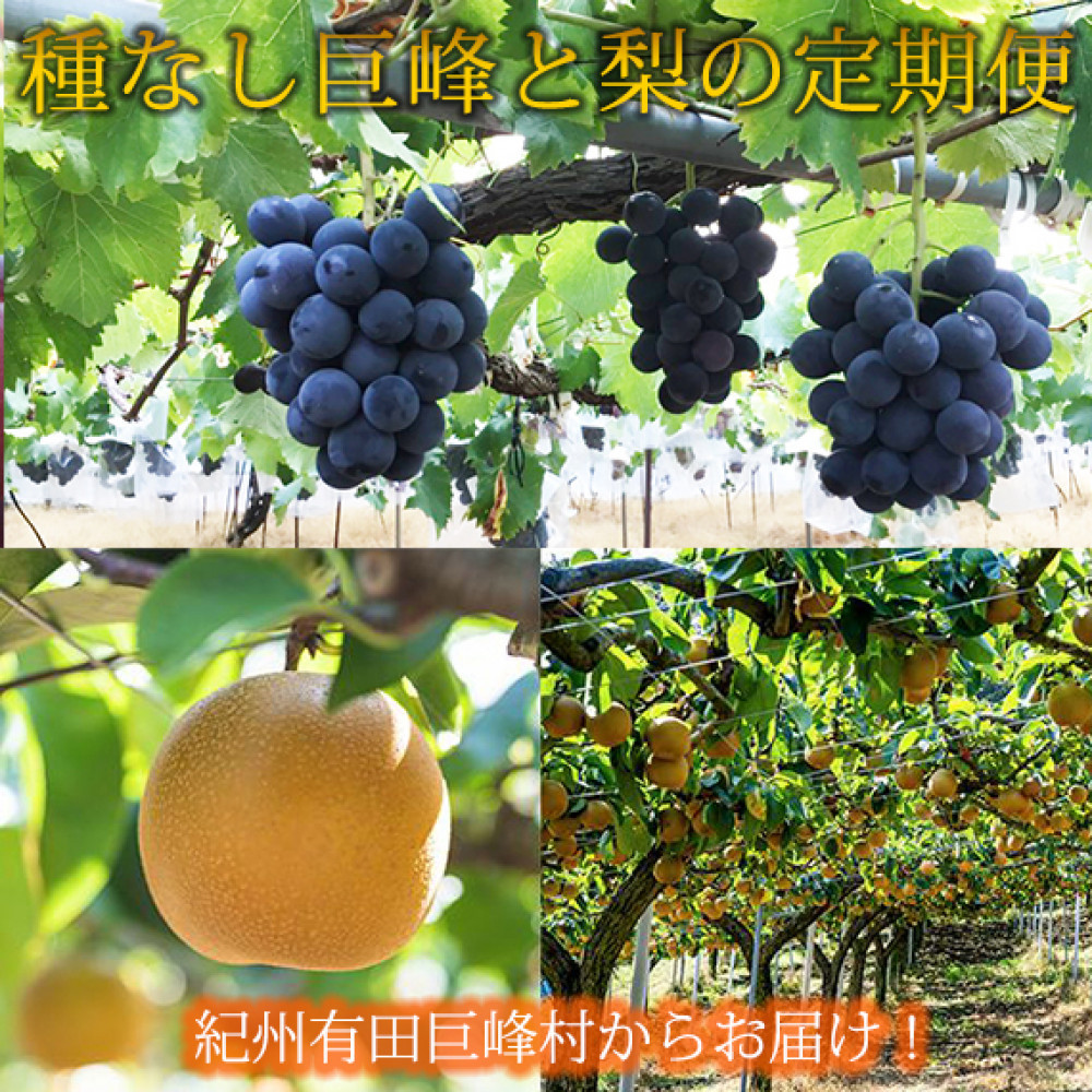 定期便 8・9月発送 紀州有田産旬のフルーツセット(種なし巨峰×約2kg・梨×約2kg 化粧箱入)和歌山県有田川町29000果物・フルーツマスカット・ぶどう