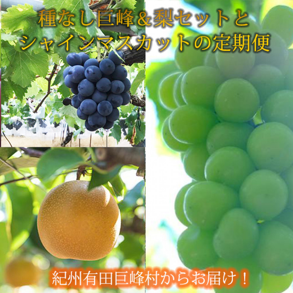 定期便 8・9月発送 紀州有田産旬のフルーツセット(種なし巨峰&梨セット×計約2kg・シャインマスカット×約2kg)和歌山県有田川町41000果物・フルーツマスカット・ぶどう