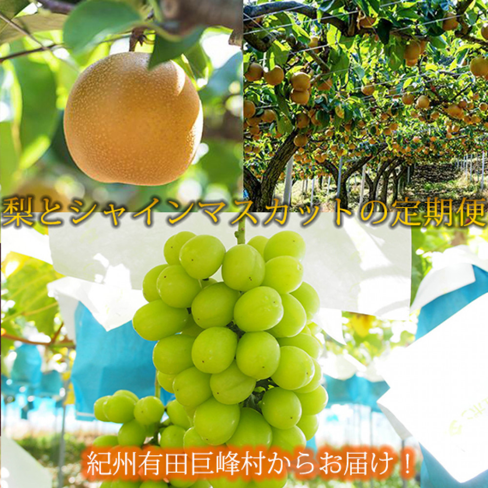 定期便 8・9月発送 紀州有田産旬のフルーツセット(梨×約2kg  化粧箱入・シャインマスカット×約2kg)和歌山県有田川町37000果物・フルーツマスカット・ぶどう