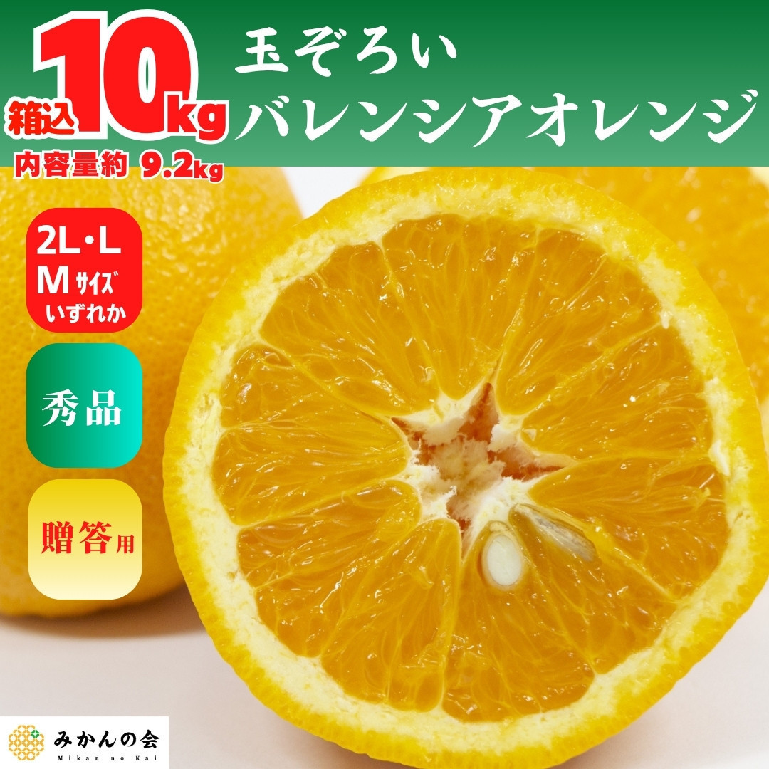 【お中元】バレンシアオレンジ 国産 玉ぞろい 秀品 箱込 約10kg (内容量 9.2kg ) 2L L M サイズのいずれか 和歌山県産 産地直送 みかんの会 【7月上旬〜8月上旬に順次発送】和歌山県有田川町22000