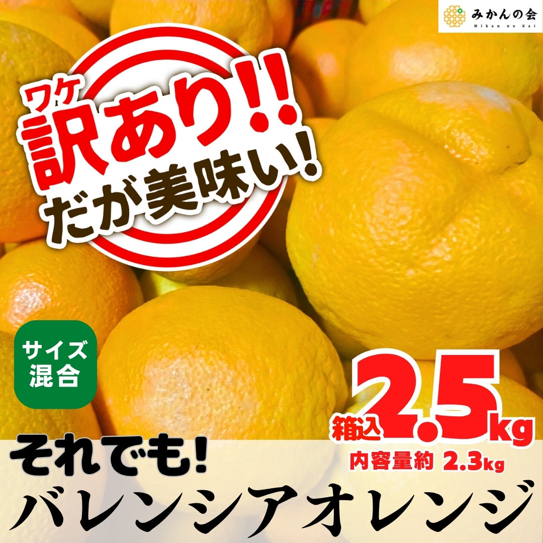 訳あり バレンシアオレンジ  国産 箱込 2.5kg (内容量 2.3kg ) サイズミックス 和歌山県産 産地直送 みかんの会和歌山県有田川町9000果物・フルーツみかん・柑橘類