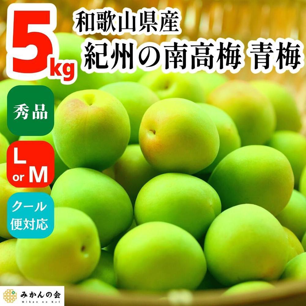 【2025年6月上旬出荷】青梅 南高梅 5kg 秀品  LまたはMサイズ 和歌山県産 A品 梅酒作り用 梅ジュース作り用和歌山県有田川町20000野菜・きのこその他 野菜