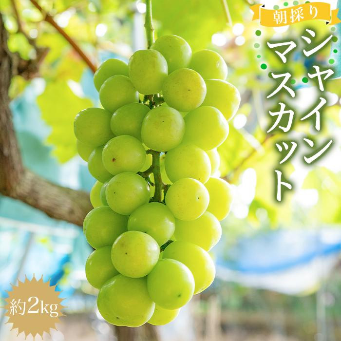 朝採りシャインマスカット 約2kg 【2025年8月中旬以降順次発送】和歌山県有田川町20000果物・フルーツマスカット・ぶどう